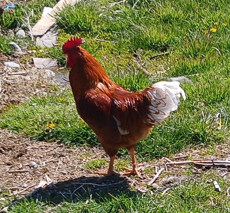 2 Roosters