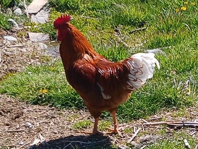 2 Roosters