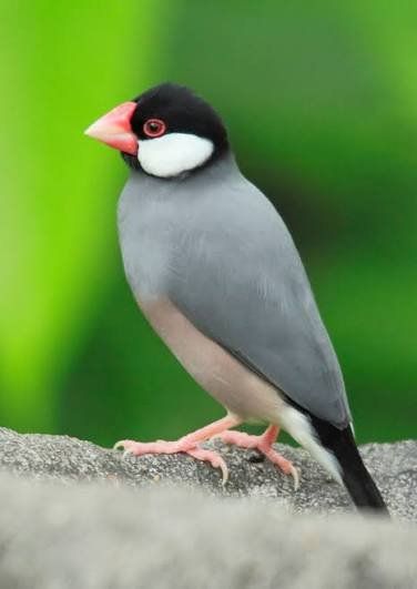 5 months old Java rice finches,