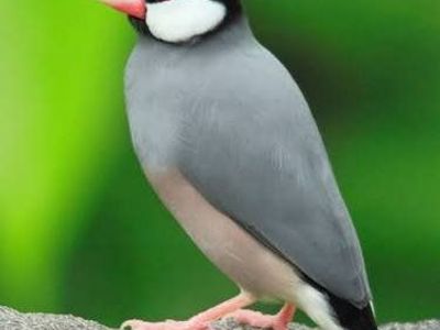 5 months old Java rice finches,