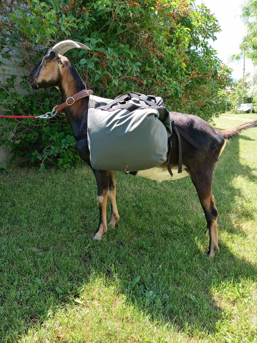 soft saddle goat packs