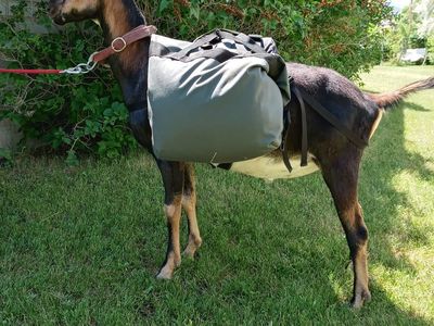 soft saddle goat packs