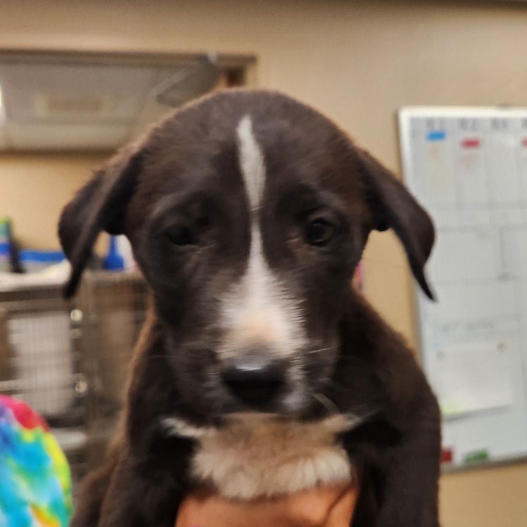 Hello my name is Ceviche