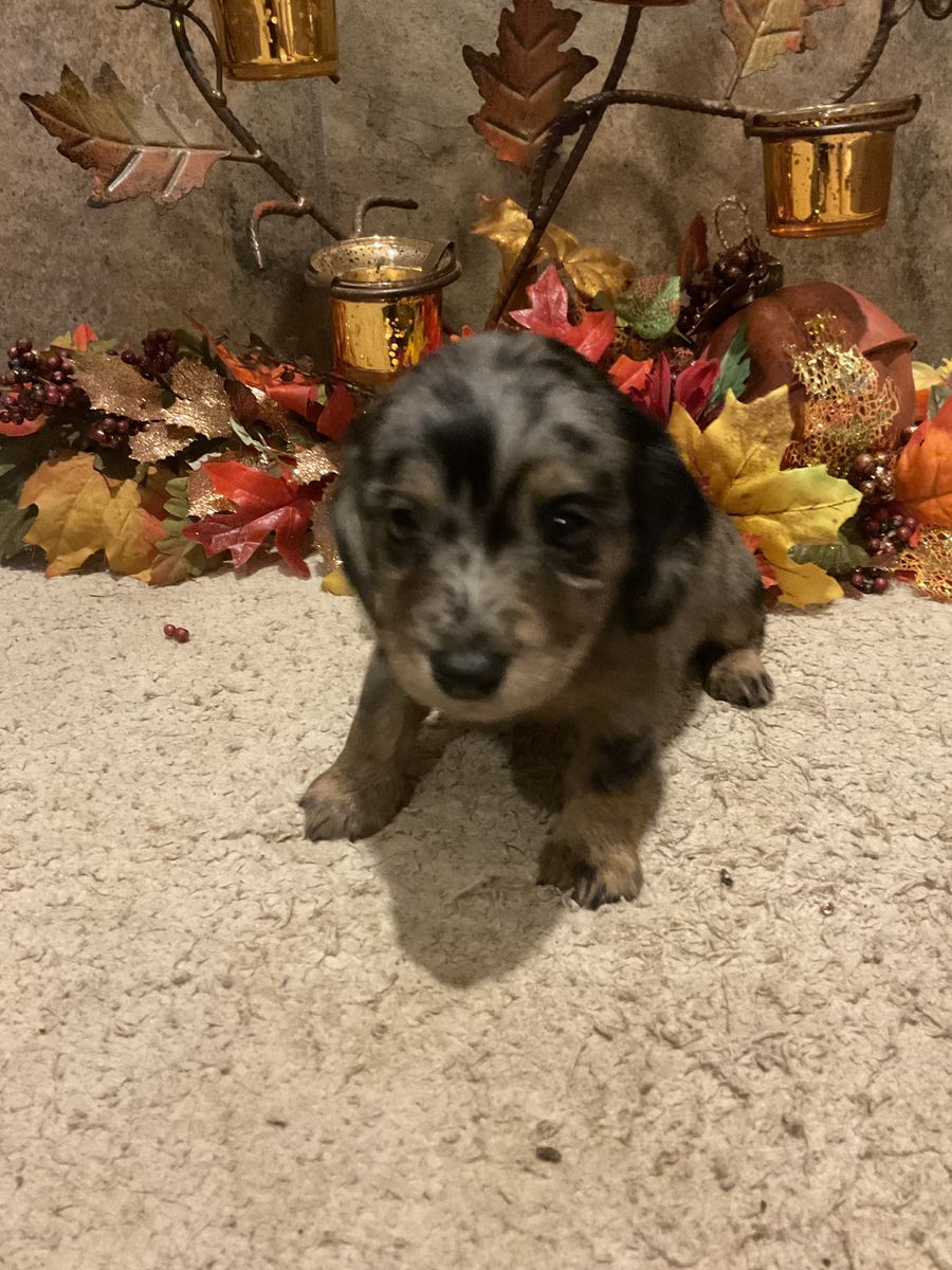 AKC Godzilla Had Babies!