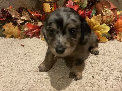 AKC Godzilla Had Babies!