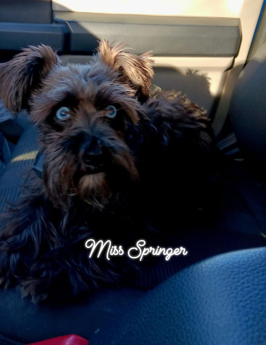 AKC Miniature Schnauzer