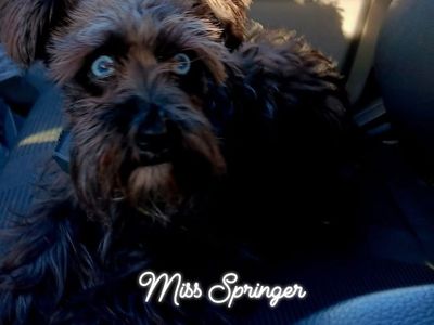 AKC Miniature Schnauzer