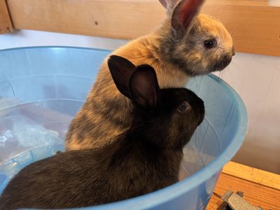 New Zealand Doe Kits