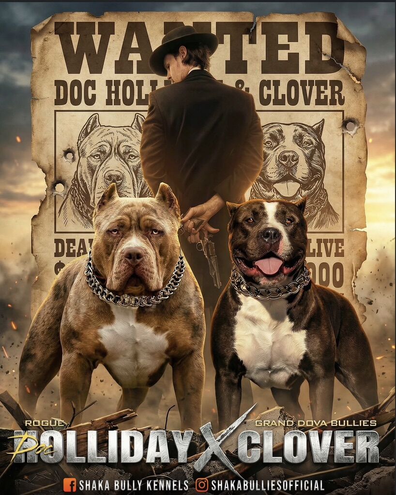 Gorgeous XL American Bully Puppies