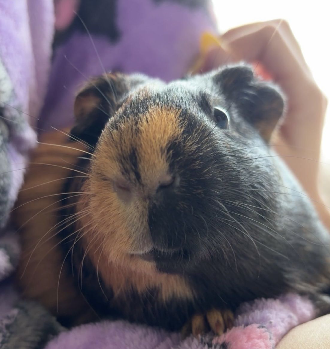 Male Guinea Pig