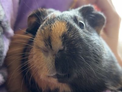 Male Guinea Pig