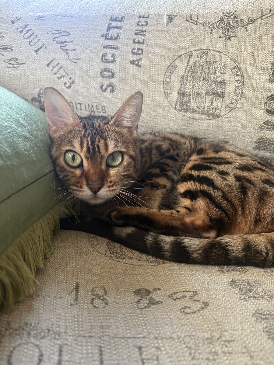 Bengal Cat