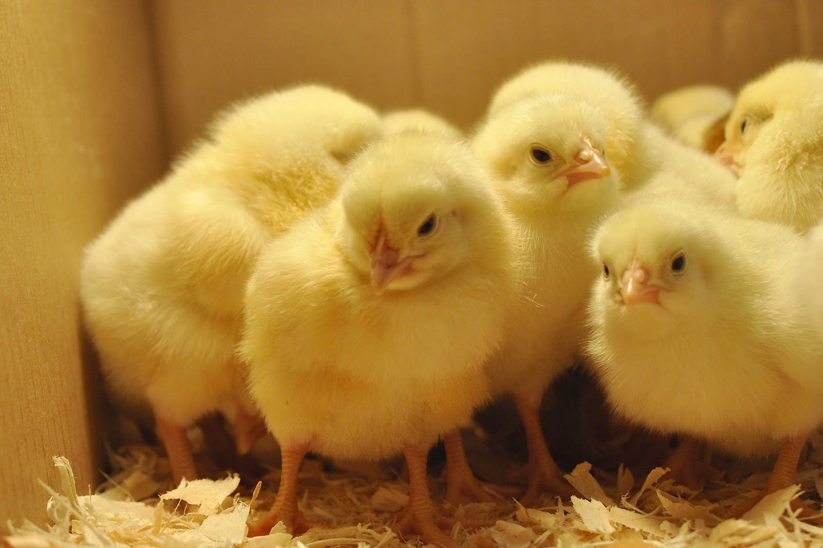 Adorable Baby Chicks