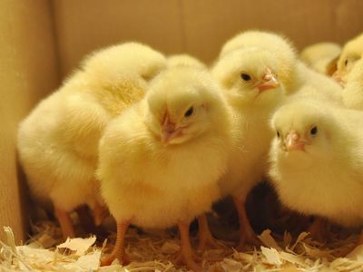 Adorable Baby Chicks