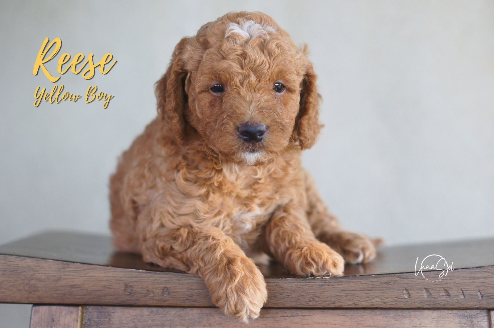Mini GoldenDoodles F1b