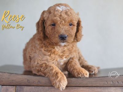 Mini GoldenDoodles F1b