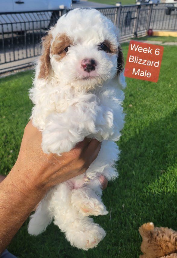 GORGEOUS MICRO / MINI GOLDENDOODLE PUPPIES