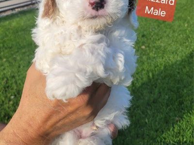 GORGEOUS MICRO / MINI GOLDENDOODLE PUPPIES