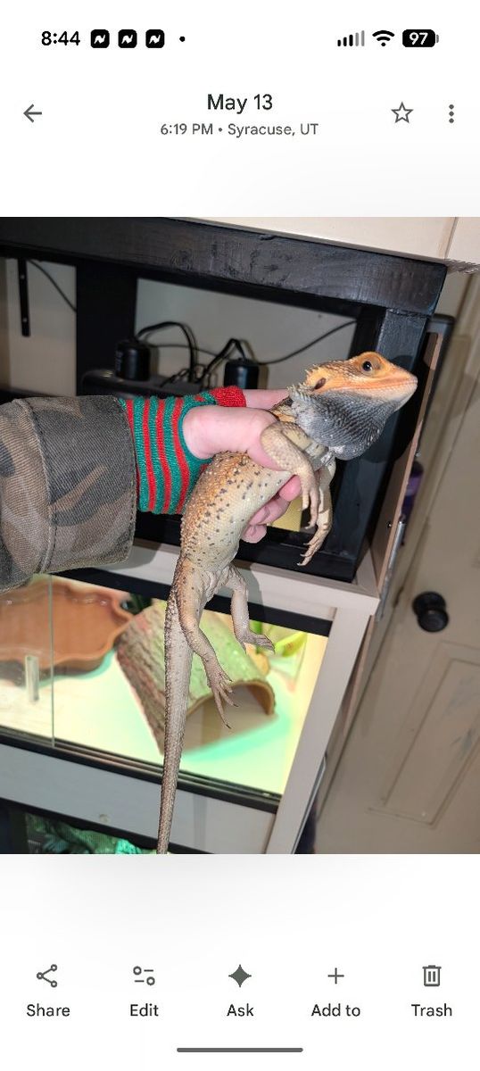 Bearded dragon translucent pied male