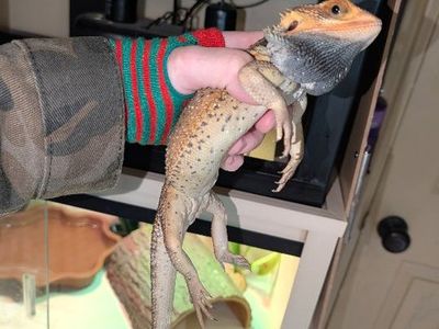 Bearded dragon translucent pied male