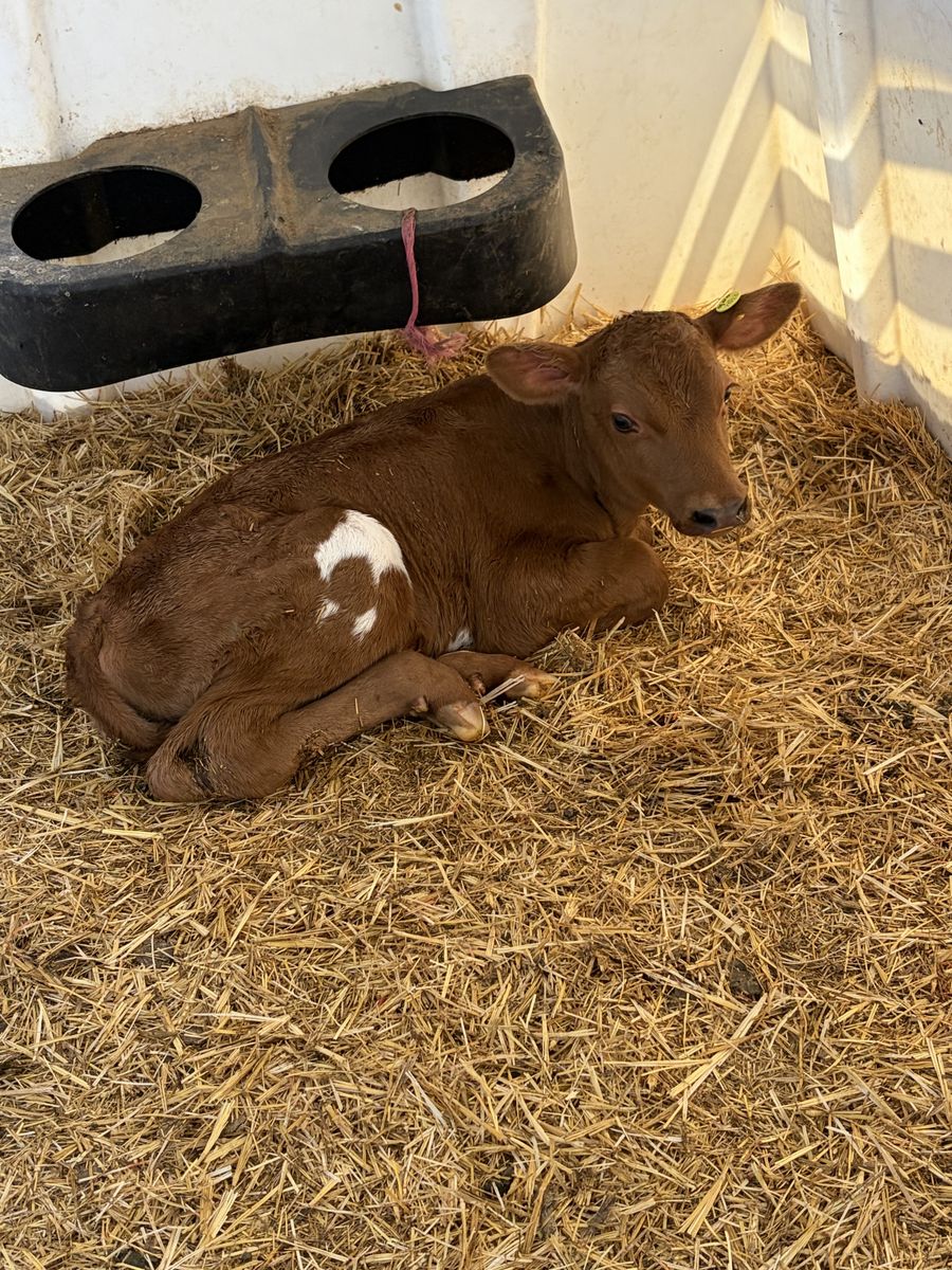 Red Holstein/Jersey Cross Bull Calves