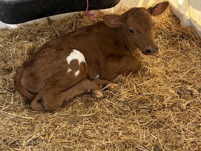 Red Holstein/Jersey Cross Bull Calves
