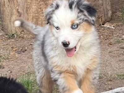 AKC Purebred Australian Shepherd / Border Collie Cross