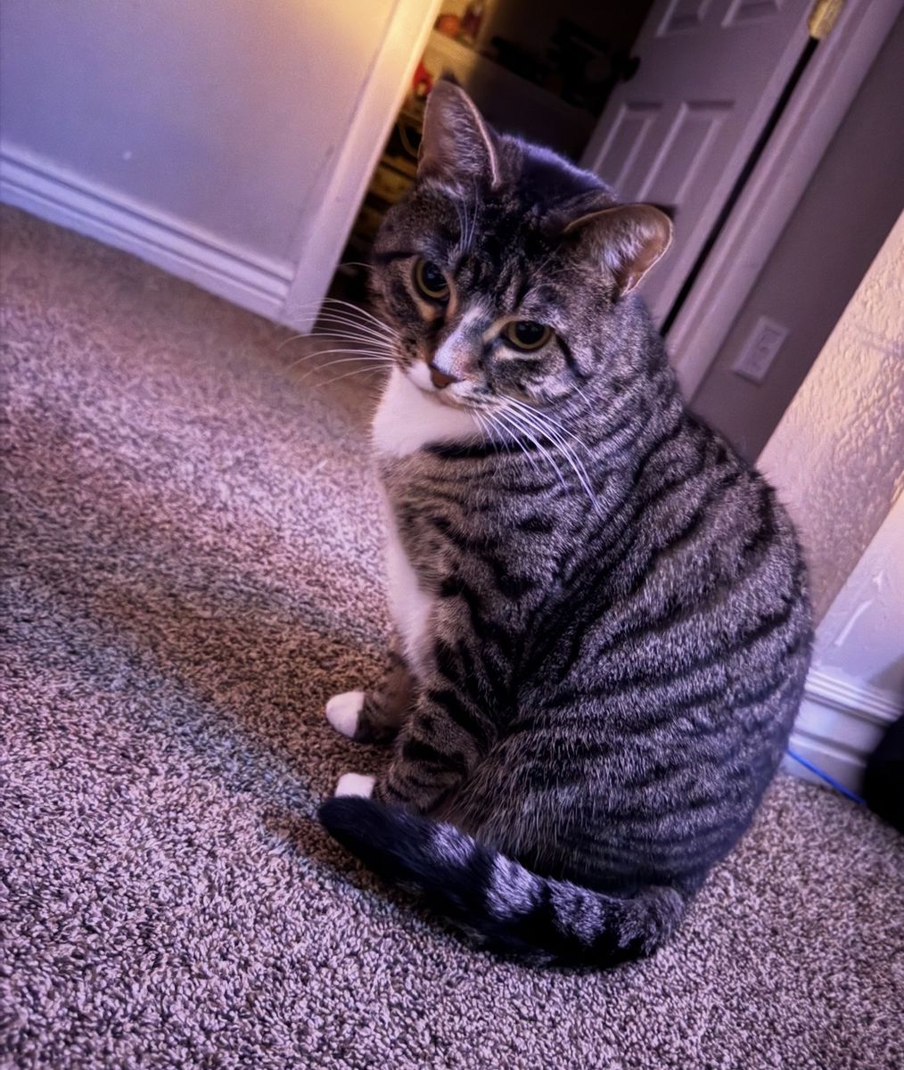 Free Indoor Cat. She Is Potty Trained!