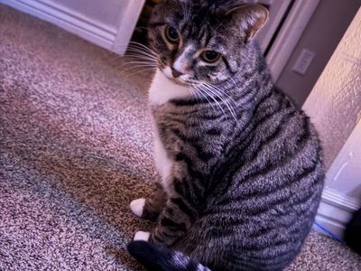 Free Indoor Cat. She Is Potty Trained!