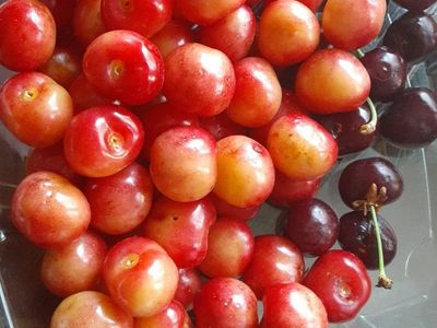 Taste Nutrient Dense Organic Bing Cherries just picked and frozen and juiced 10 yr Food Forest