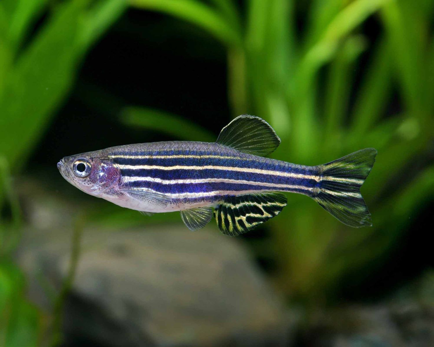 Six Zebra Danios