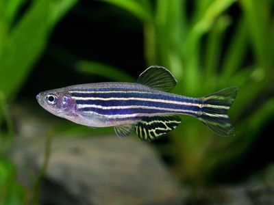 Six Zebra Danios