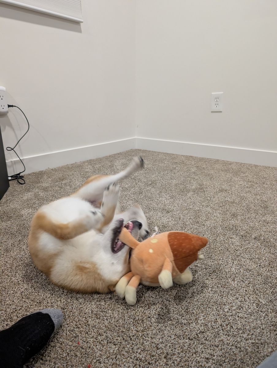 Shiba Inu 6 months old