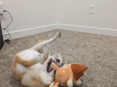 Shiba Inu 6 months old