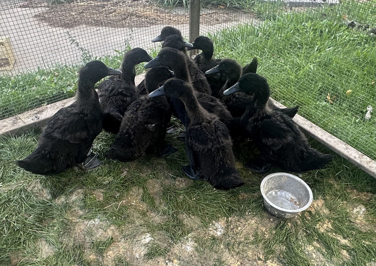 Cayuga x Pekin