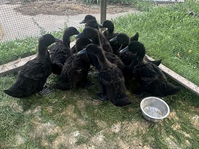 Cayuga x Pekin