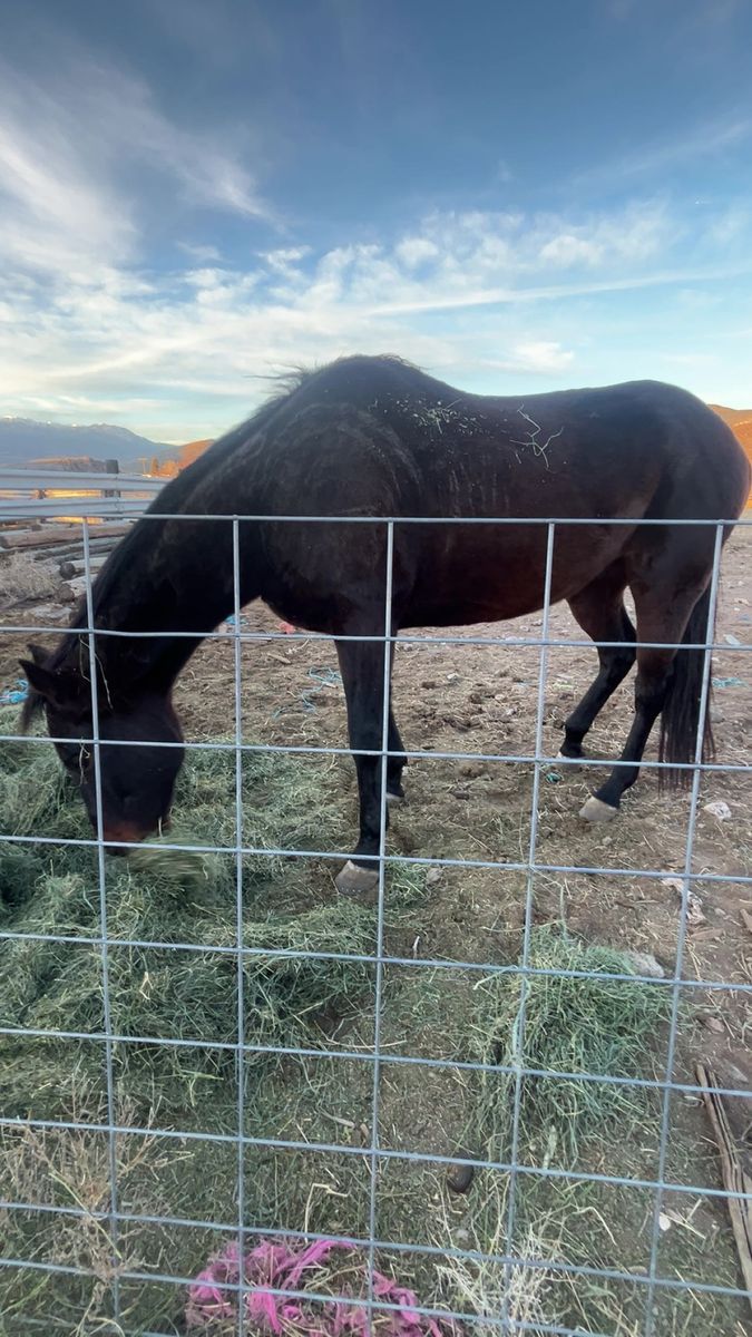 13 year old thoroughbred for sale