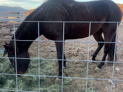 13 year old thoroughbred for sale