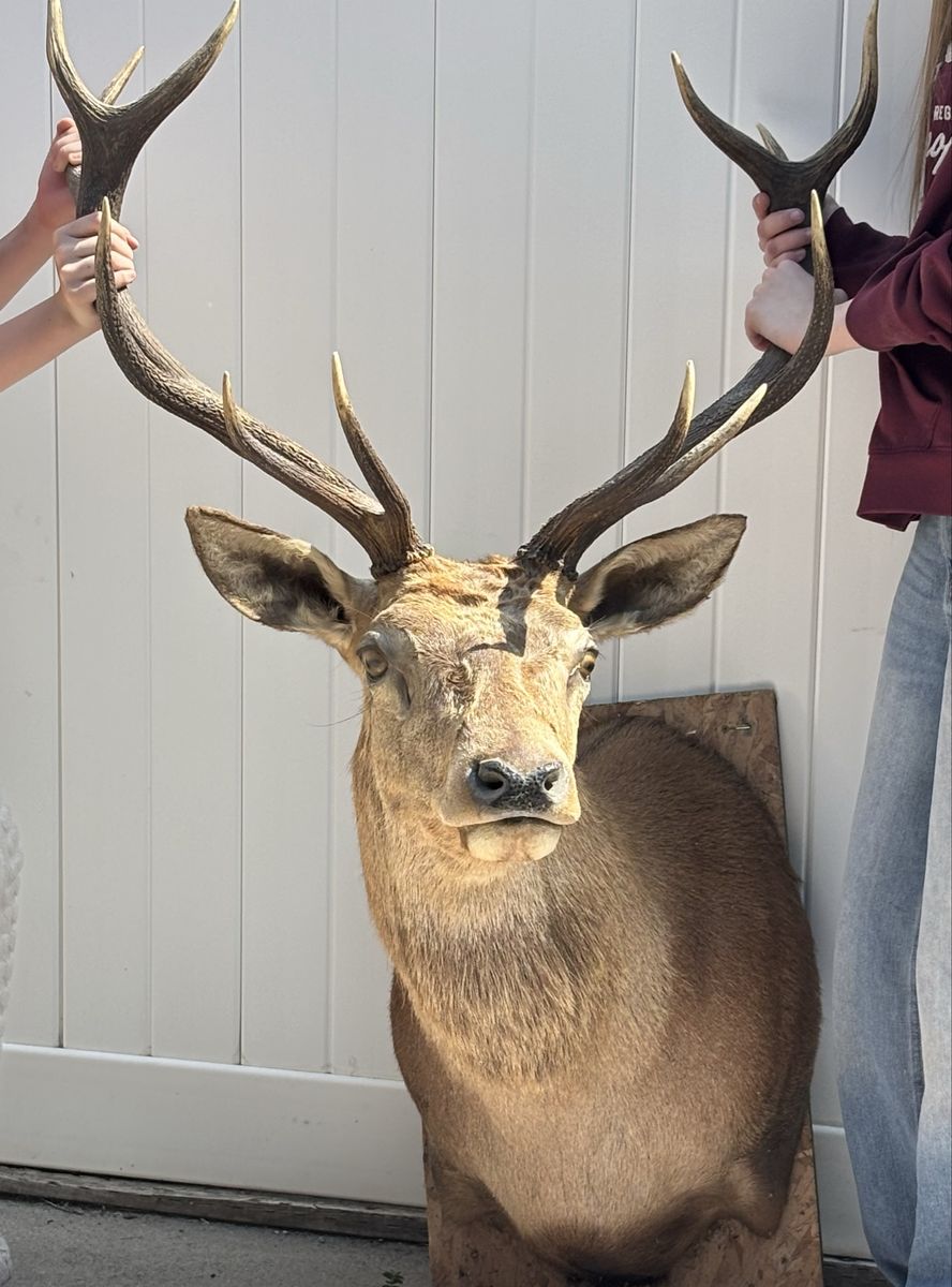 Taxidermy Red Stag Deer Head Wall Mount Large Antlers