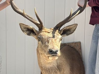Taxidermy Red Stag Deer Head Wall Mount Large Antlers