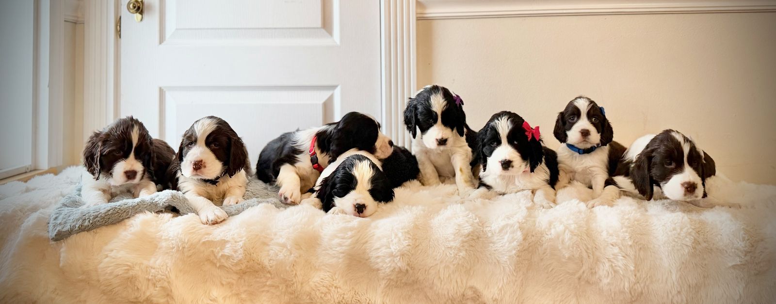 AKC Pure Bred English Springer Spaniel Puppies