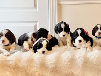 AKC Pure Bred English Springer Spaniel Puppies