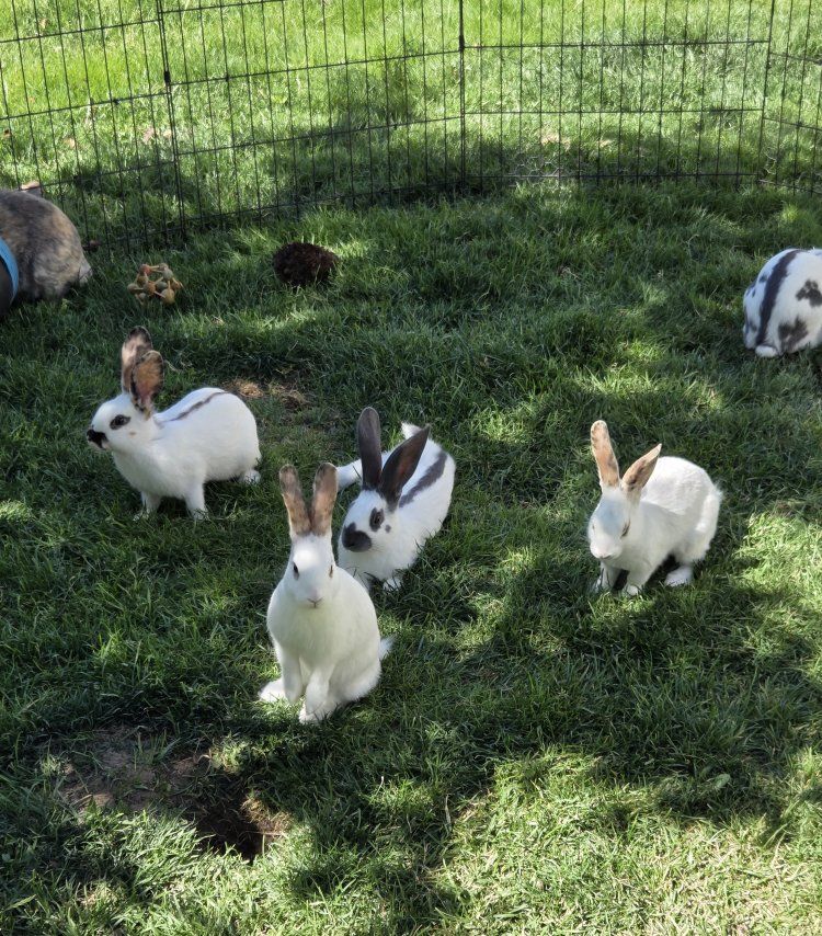 Main image 5