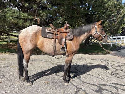 3 Year Old Bay Roan Mare