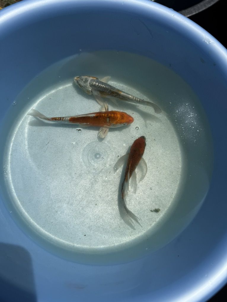 Japanese Scaleless Koi