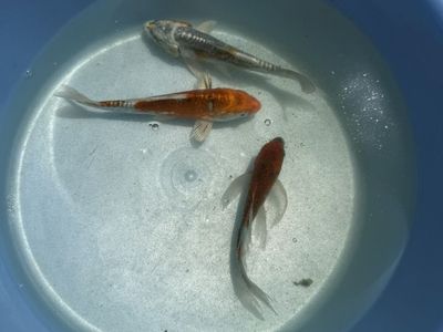 Japanese Scaleless Koi