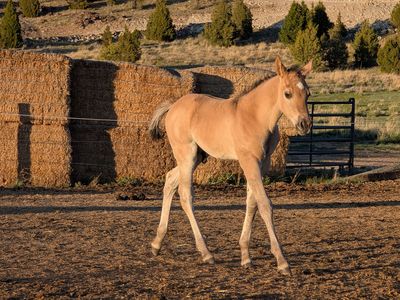 Homozygous Dun Grullo Stud AQHA weanling