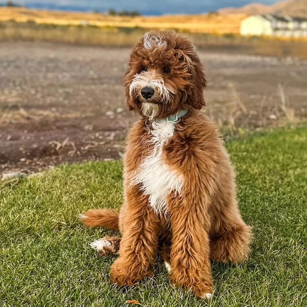Multigenerational Goldendoodle 10/10 Intensity CLE
