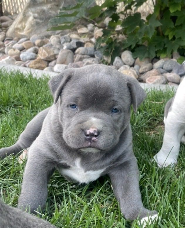 Male Pitbull Puppy