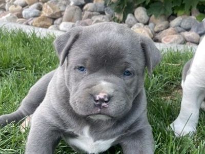 Male Pitbull Puppy